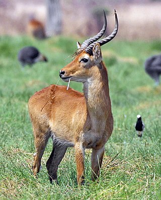 <span class="mw-page-title-main">Puku</span> Species of antelope