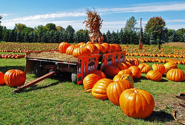 A field of giant pumpkins