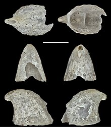 Puncturella (Vacerrena) christiaensi (10.3897-afrinvertebr.61.51989) Figure 11.jpg