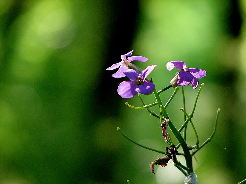 File:Purple iris right.JPG