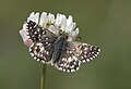 * Nomination Aegean Skipper (Pyrgus melotis). Adana, Turkey. --Zcebeci 21:37, 12 June 2016 (UTC) * Promotion Good quality. --Jacek Halicki 22:34, 12 June 2016 (UTC)