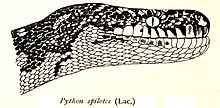 M. s. spilota PythonSpilotesRooij.jpg