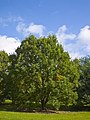 Tweekleurige eik (Quercus bicolor)