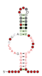 NMT1 RNA motif