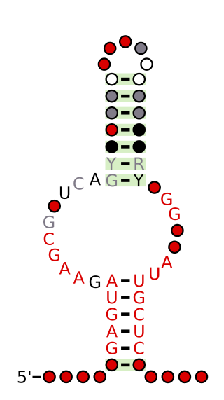 <span class="mw-page-title-main">NMT1 RNA motif</span>