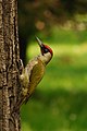 Woodpecker (March/January)