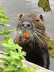 La dentition du ragondin est assez impressionnante (Myocastor coypus).