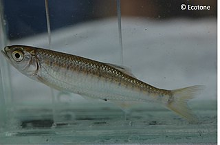 <i>Raiamas scarciensis</i> Species of fish