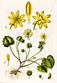 Ranunculus ficaria plate 59