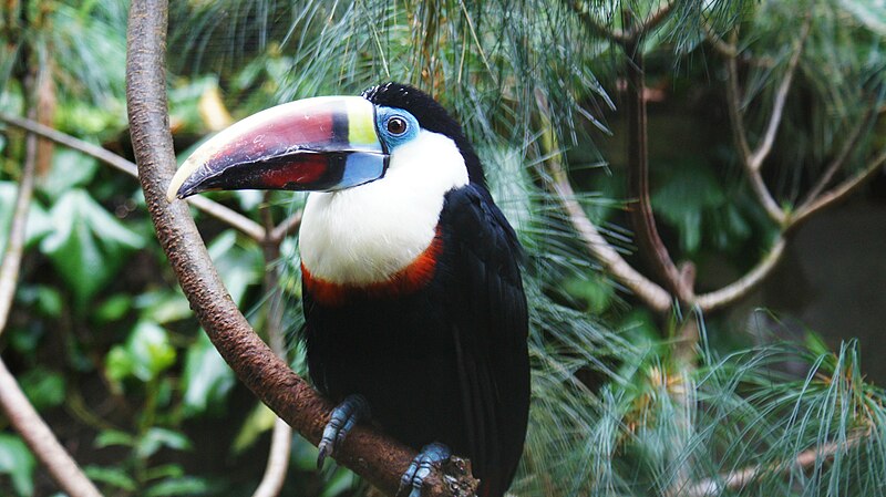 File:Red-billed toucan at Birdworld 02.jpg