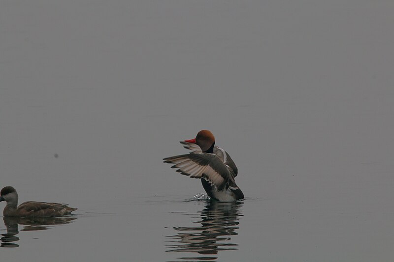 File:Red-crested Pochard wing flap, Nepal.jpg