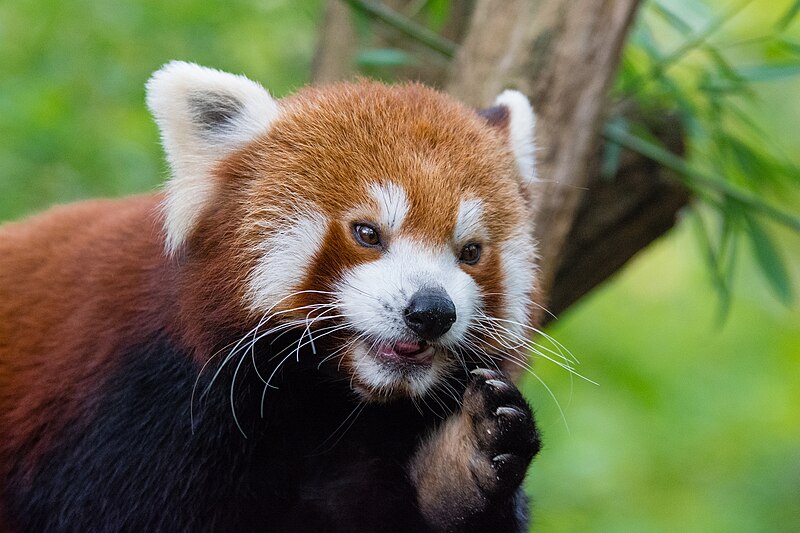 File:Red Panda (37661235185).jpg