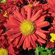 180px-Red_chrysanthemum.jpg