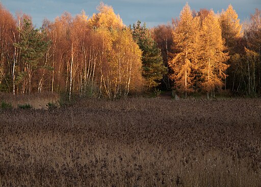 Reedbed at Low Barns nature reserve - geograph.org.uk - 2704437