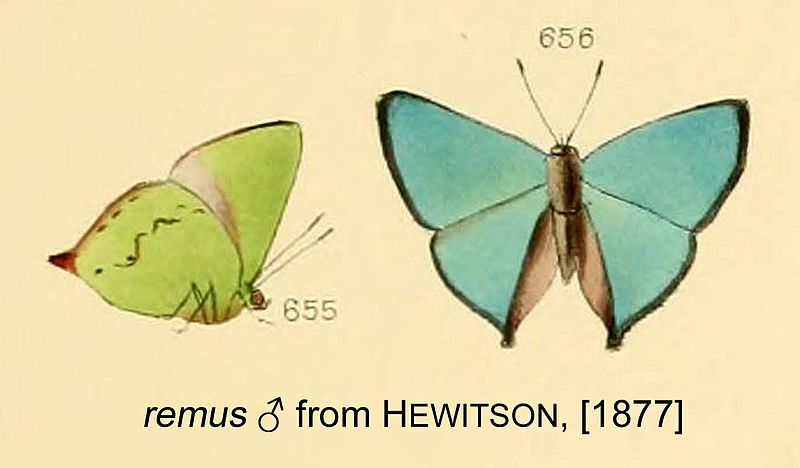 File:RemusFromHewitson1877.jpg