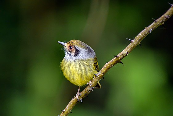 Myiornis auricularis (miudinho) na Reserva Biológica Estadual do Aguaí foto por Cleitondiasteixeira