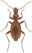 July 25: The beetle Rhadine lindrothi.