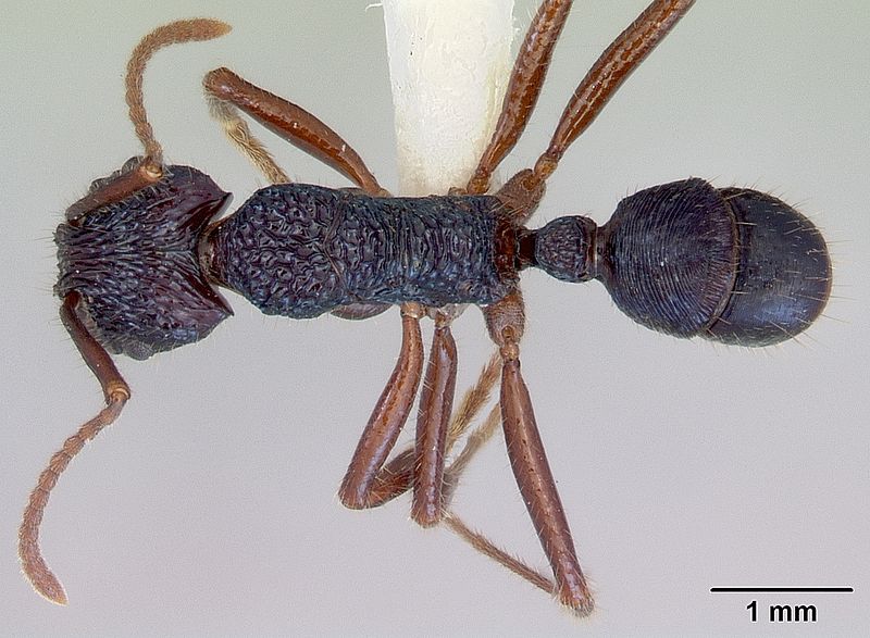 File:Rhytidoponera chalybaea casent0172343 dorsal 1.jpg