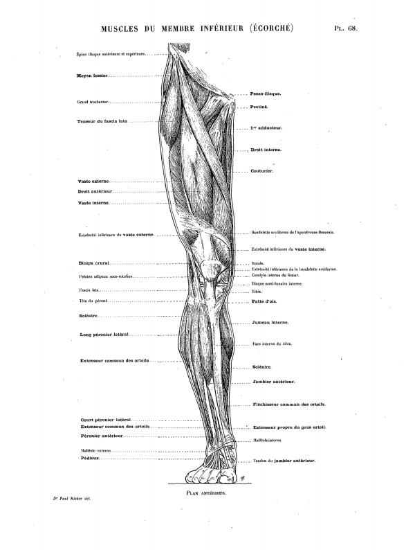 MUSCLES DU MEMBRE INFÉRIEUR (ÉCORCHÉ) Pl. 68