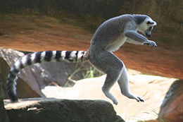 Kaķu lemurs (Lemur catta)