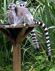 Lemur adalah salah satu keluarga primata