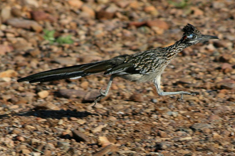 [Image: 800px-Roadrunner_running.jpg]