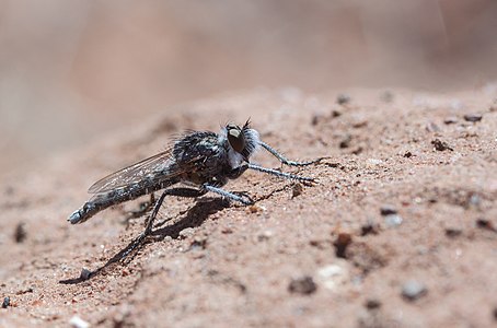 Neolophonotus sp.