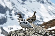 Rock Ptarmigan (Lagopus Muta) .jpg