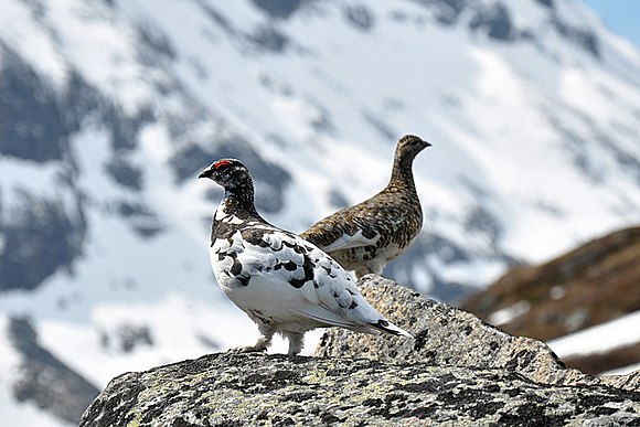 Natural selection has driven the ptarmigan to change from snow camouflage in winter to disruptive coloration suiting moorland in summer.[285]