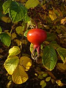 Rosa rugosa hip Neelix.jpg