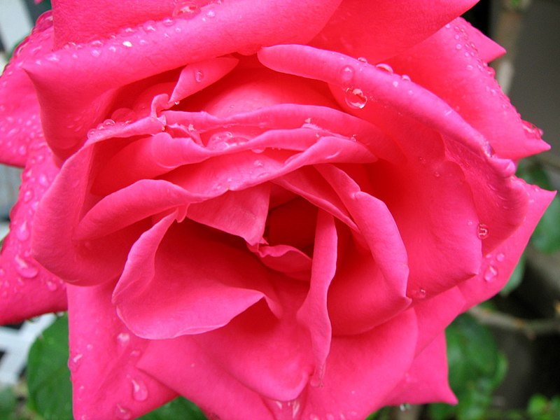 File:Rose (229692400).jpg