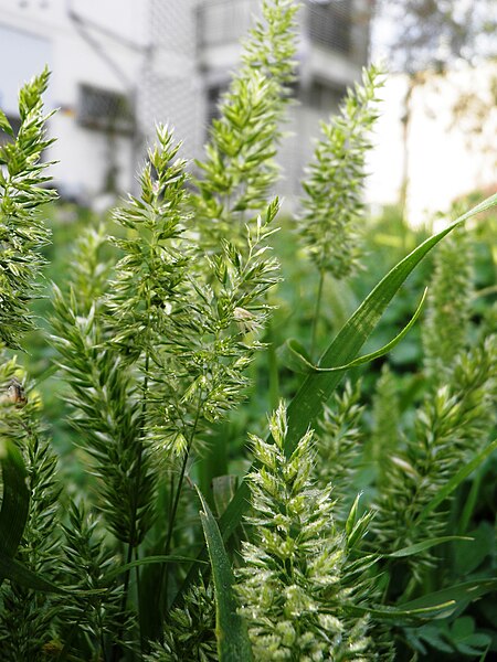 Rostraria smyrnacea