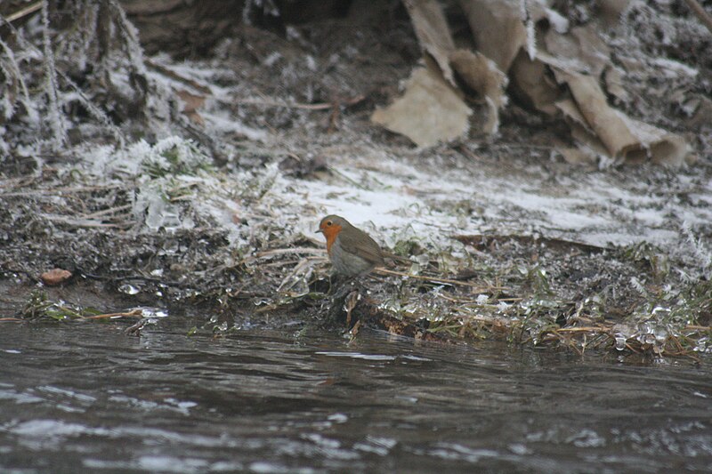 File:Rouge gorge au bord de la Lauch.jpg