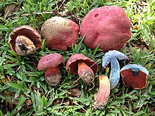 Rubroboletus rhodosanguineus (екеуі де) Куан Чжао және Чжу Л. Ян 740528.jpg