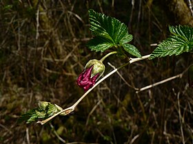 Rubus spectabilis