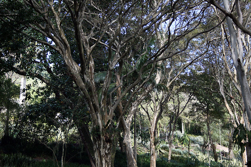 File:Sítio Roberto Burle Marx 20.jpg