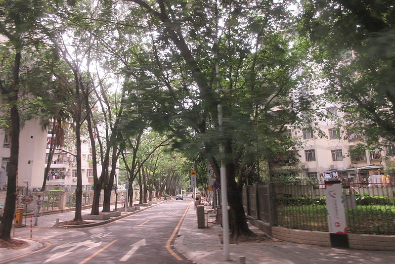 File:SZ 深圳 Shenzhen Bus 104 view 羅湖 Luohu 黃貝路 Huangbei Road green trees side lane June 2017 IX1 19.jpg