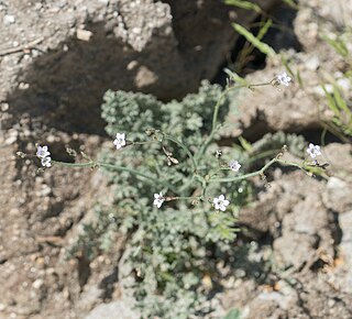 <i>Saltugilia latimeri</i> Species of flowering plant