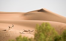 Sand Gazelle 1.jpg