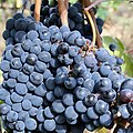 Sangiovese grapes for chianti.jpg