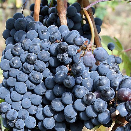 The rumors that grapes other than Sangiovese (pictured) were being used in the production of Brunello di Montalcino triggered an investigation into the potential wine fraud.