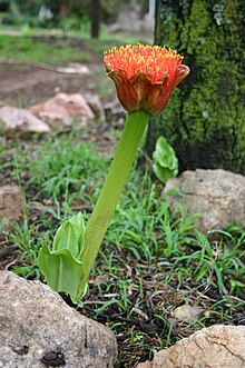 Scadoxus puniceus2.jpg