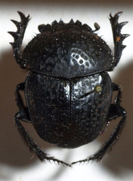 File:Scarabaeus.cicatricosus.jpg