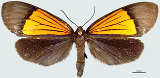 <i>Scea subcyanea</i> Species of moth