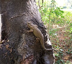 Description de l'image Sceloporus melanorhinus.jpeg.