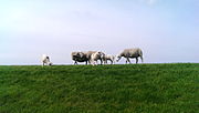 Miniatuur voor Bestand:Schapen op de waddendijk bij Uithuizen 2.jpg