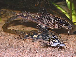 Banded corydoras Species of fish