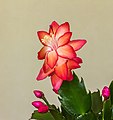 Schlumbergera, Lidcactus. Bloeiende kamerplant.