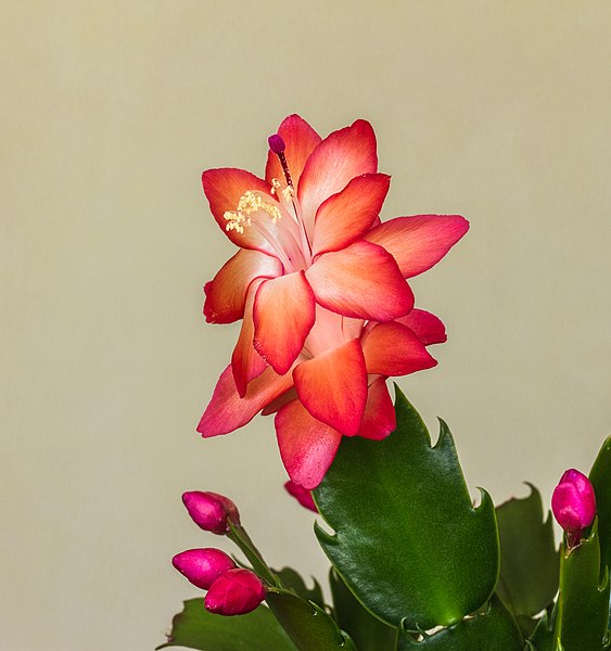 File:Schlumbergera (actm) 05.jpg