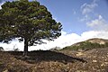 Glen Affric